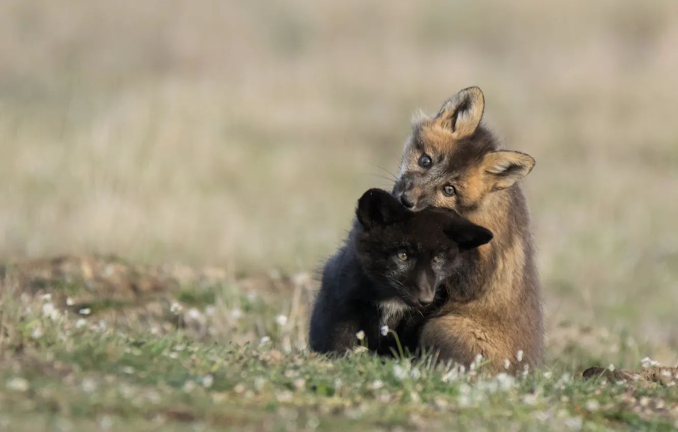 Photo wallpaper black, baby, red, cub, two, Duo, plays, Fox