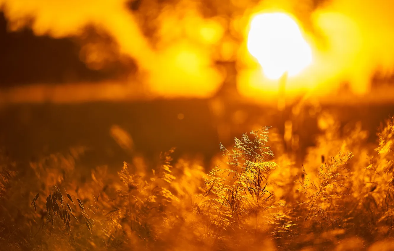 Photo wallpaper grass, nature, sunset