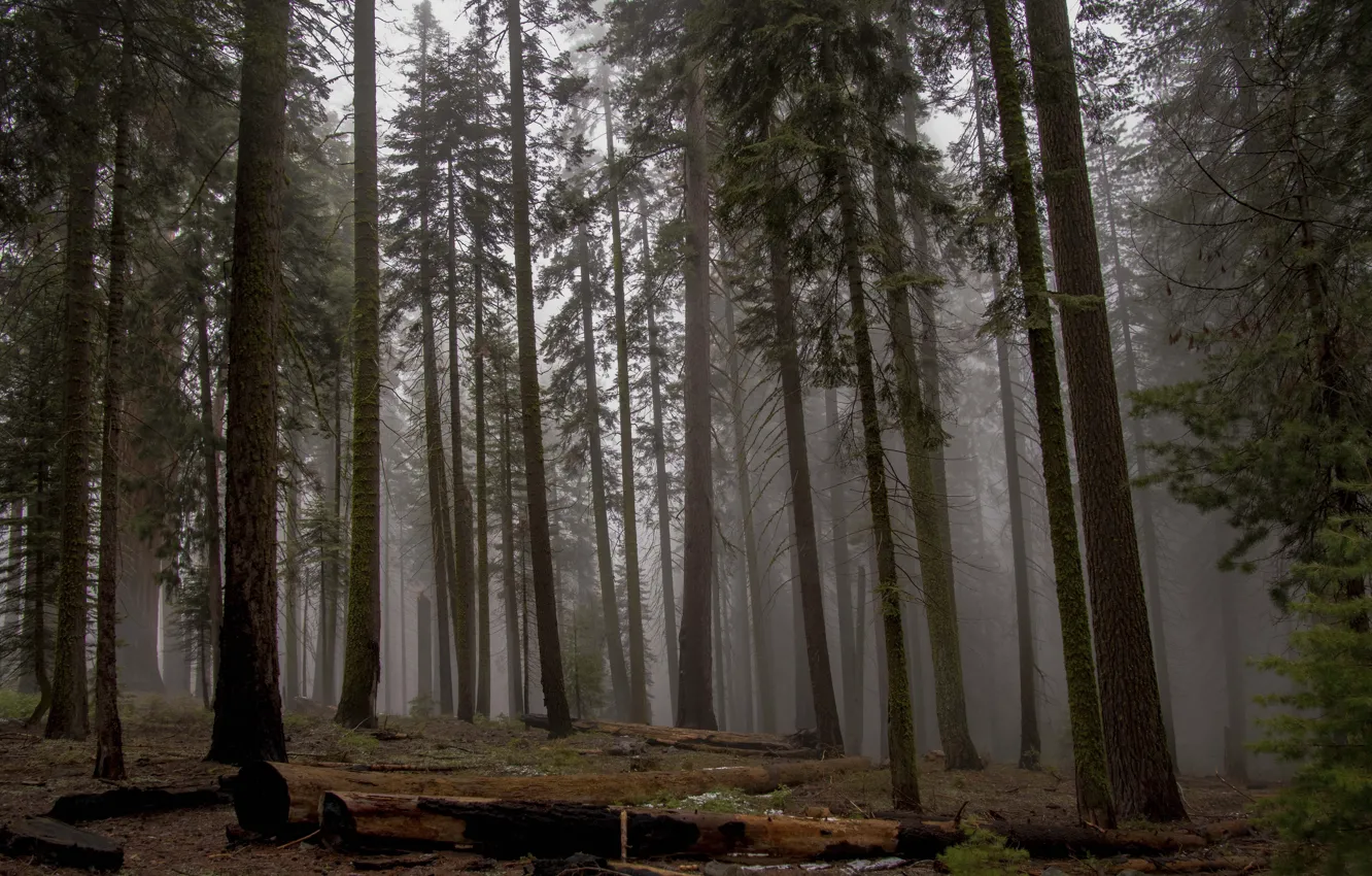 Photo wallpaper forest, trees, nature, fog, USA, Sequoia national Park