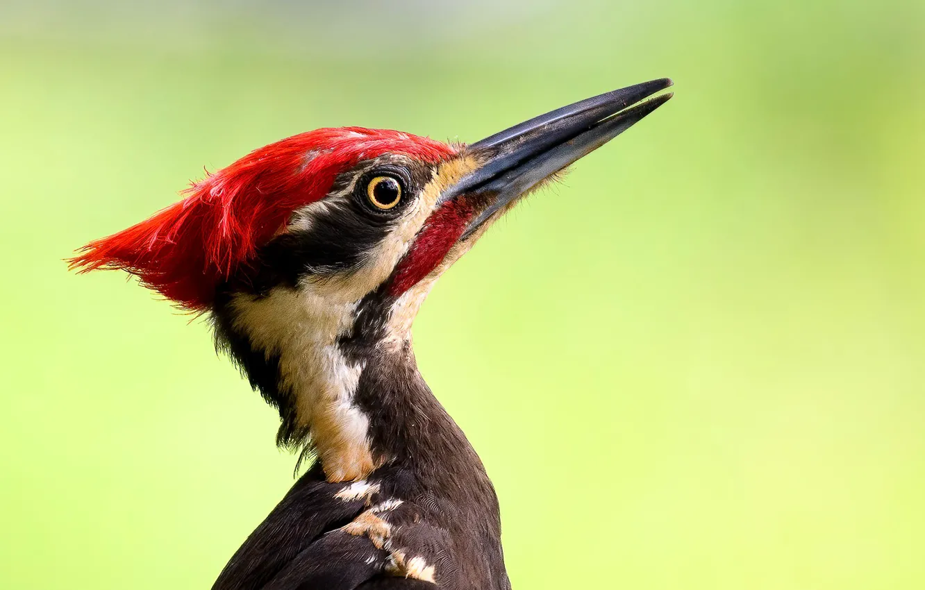 Photo wallpaper bird, beak, woodpecker, Crested yellow