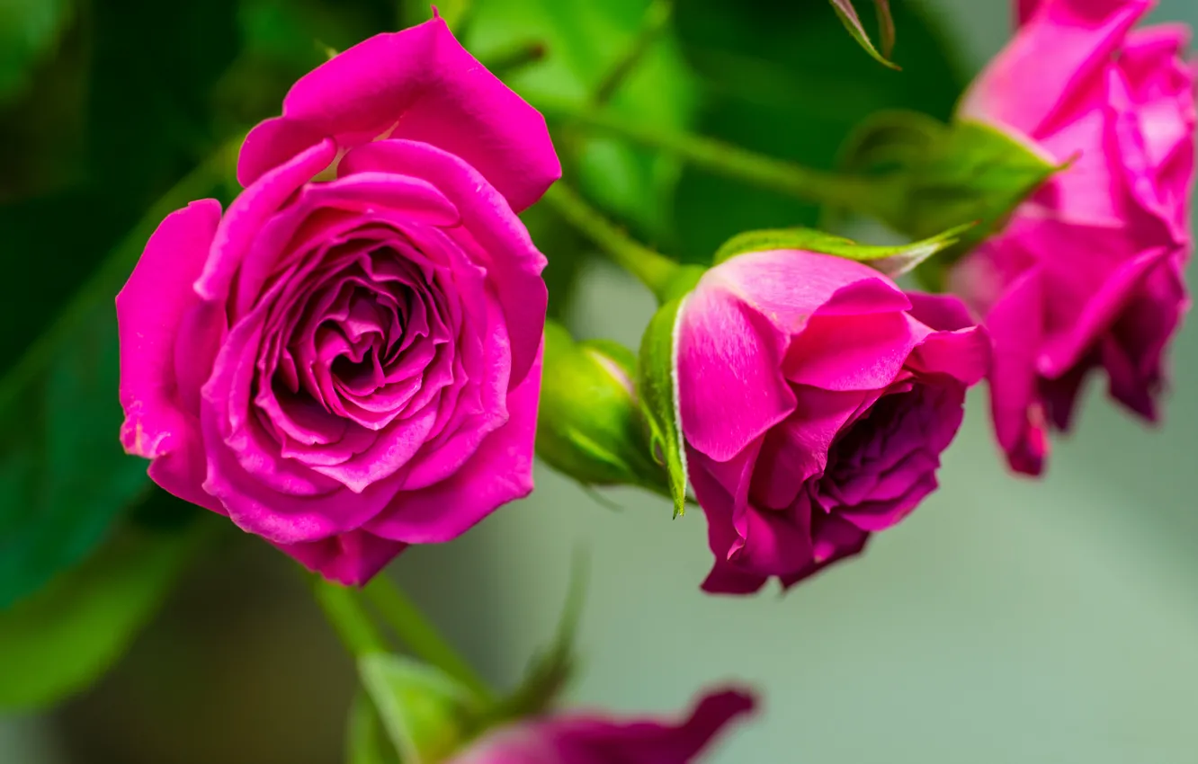 Photo wallpaper macro, roses, petals, buds