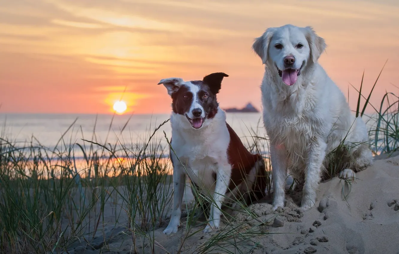Photo wallpaper sand, sea, dogs, sunset