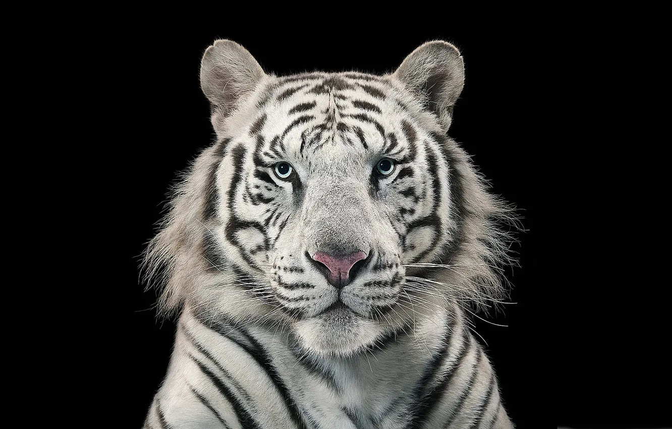 Photo wallpaper white, tiger, bengal tiger