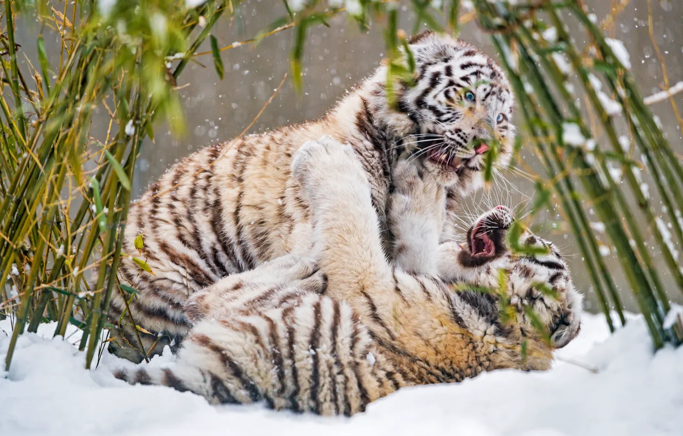 Photo wallpaper winter, look, leaves, snow, nature, tiger, pose, the game