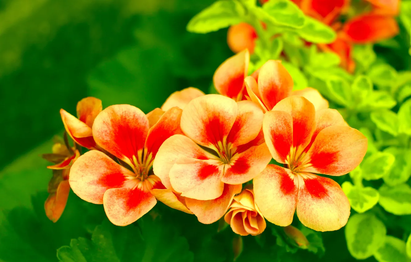 Photo wallpaper leaves, flowers, orange, bright, geranium, pelargonium