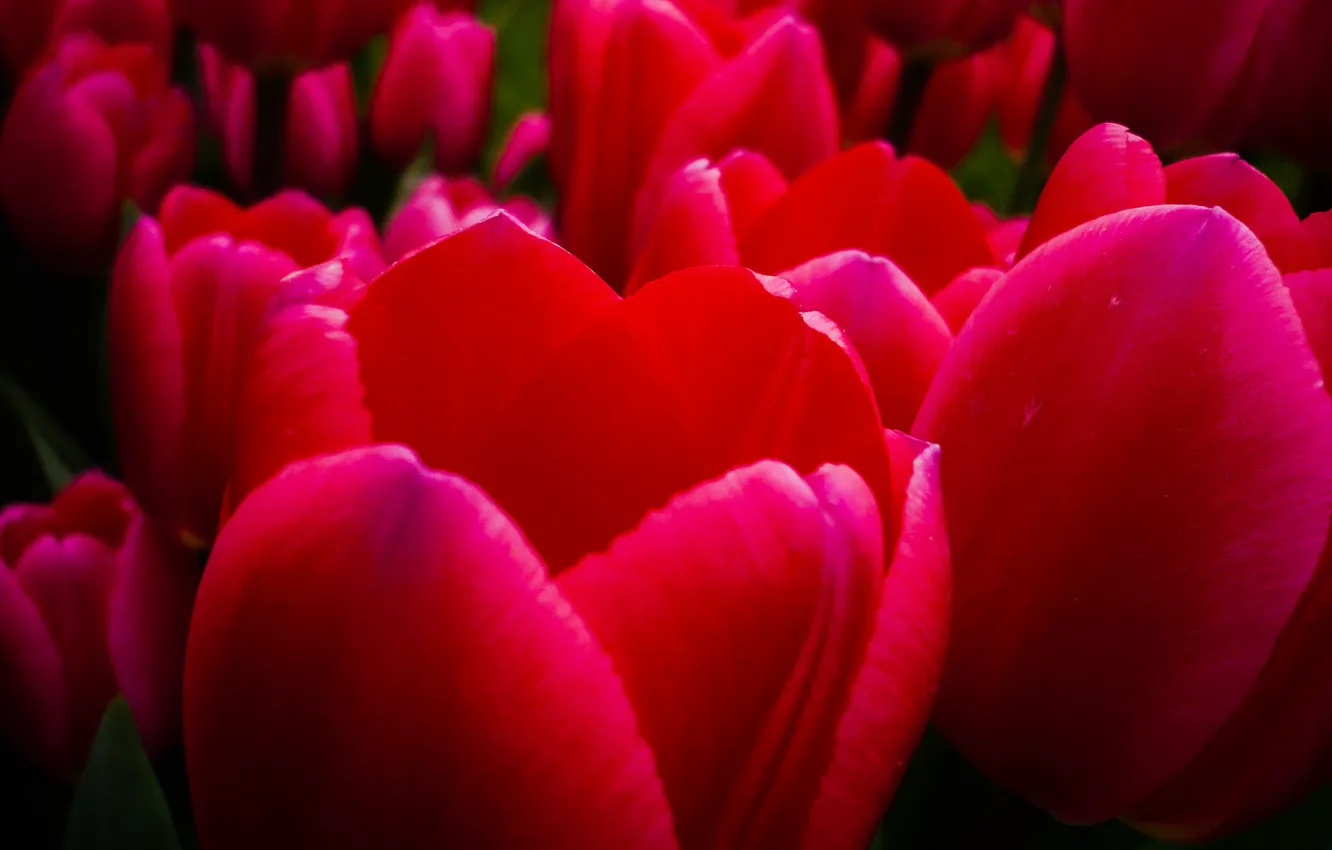 Photo wallpaper petals, garden, tulips, flowerbed