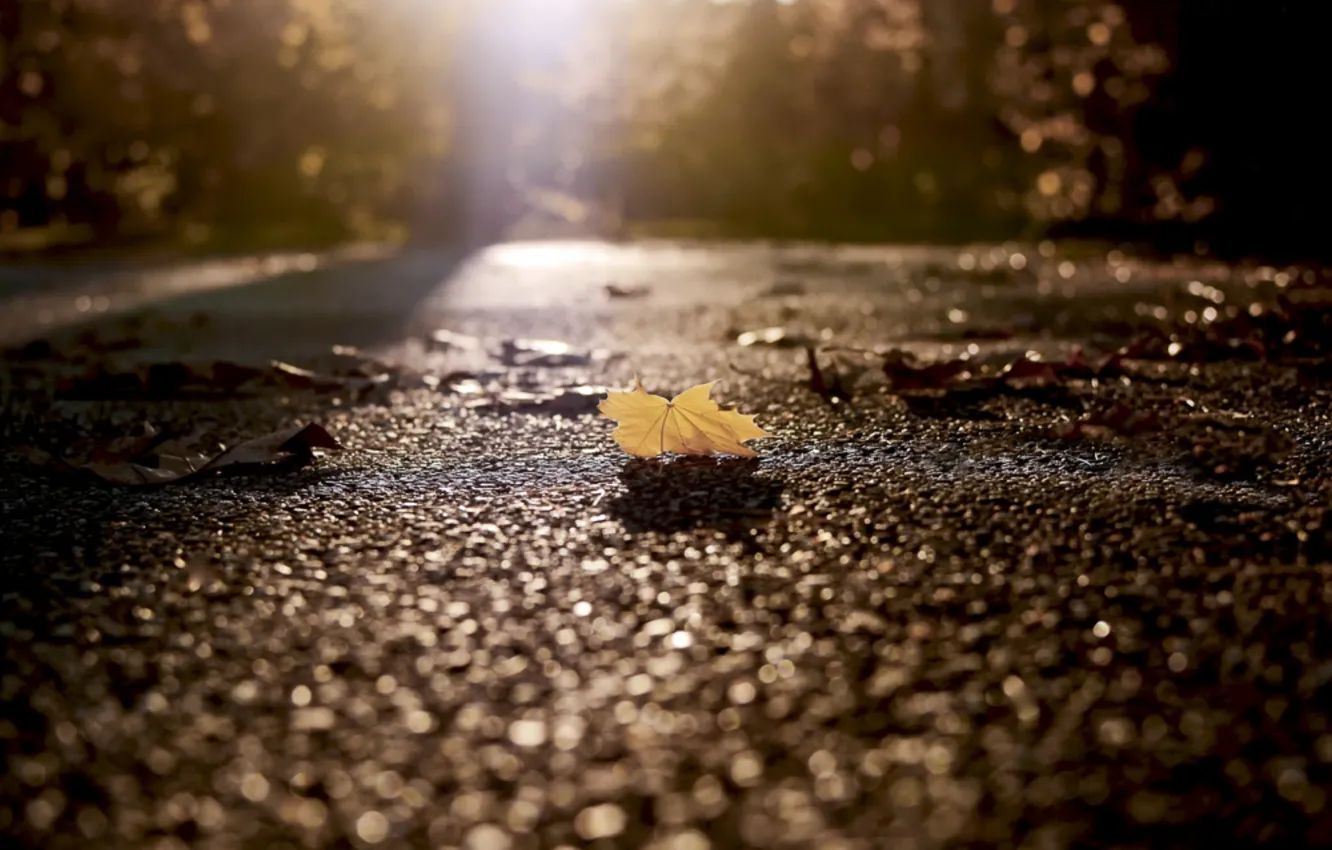 Photo wallpaper autumn, leaves, street