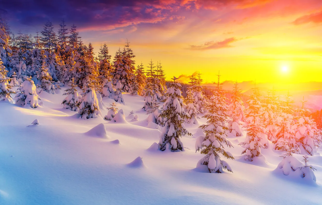 Photo wallpaper winter, forest, snow, nature, tree, the snow, winter