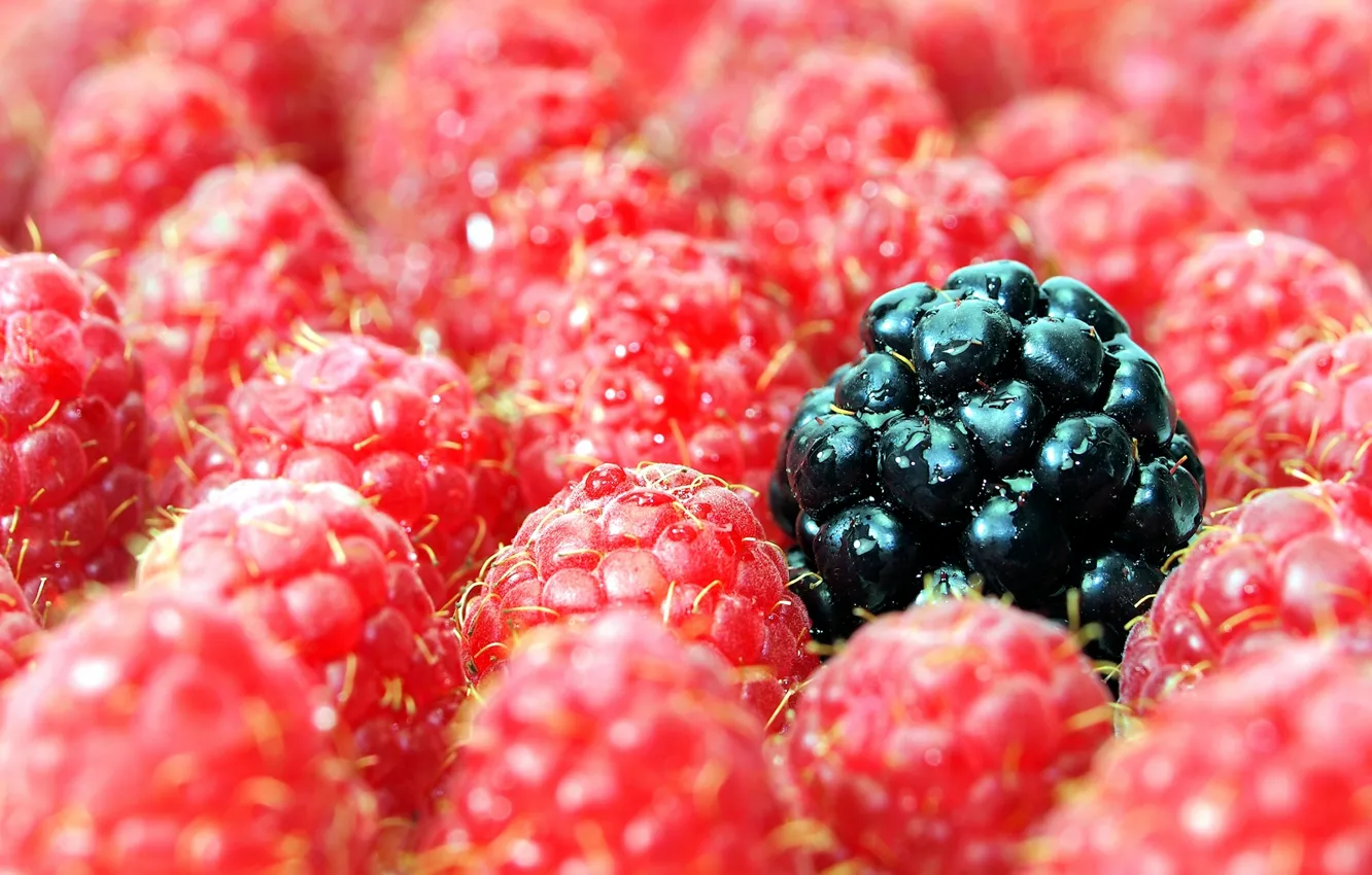 Photo wallpaper berries, raspberry, BlackBerry