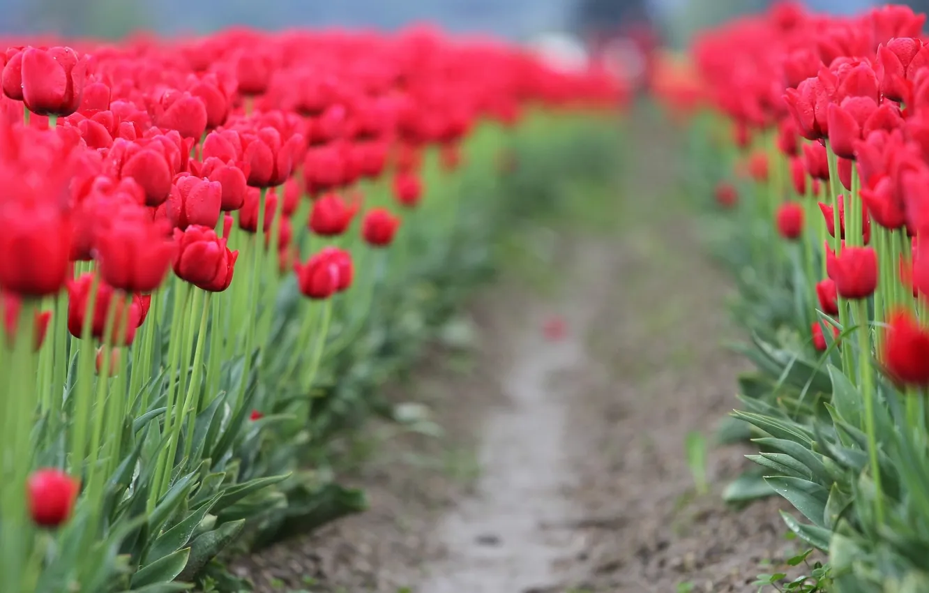 Photo wallpaper leaves, flowers, red, background, Wallpaper, blur, track, tulips