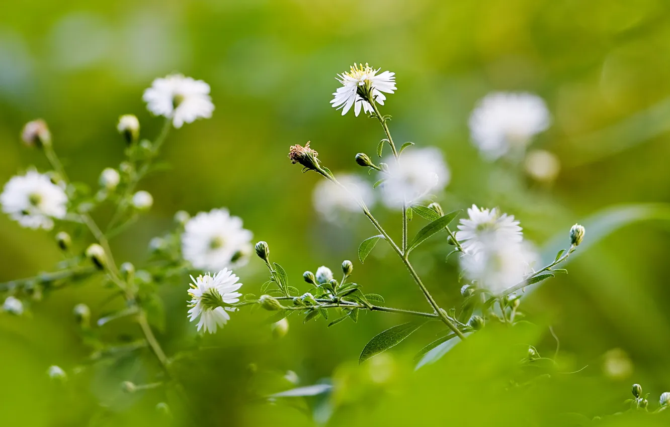 Photo wallpaper summer, flowers, nature