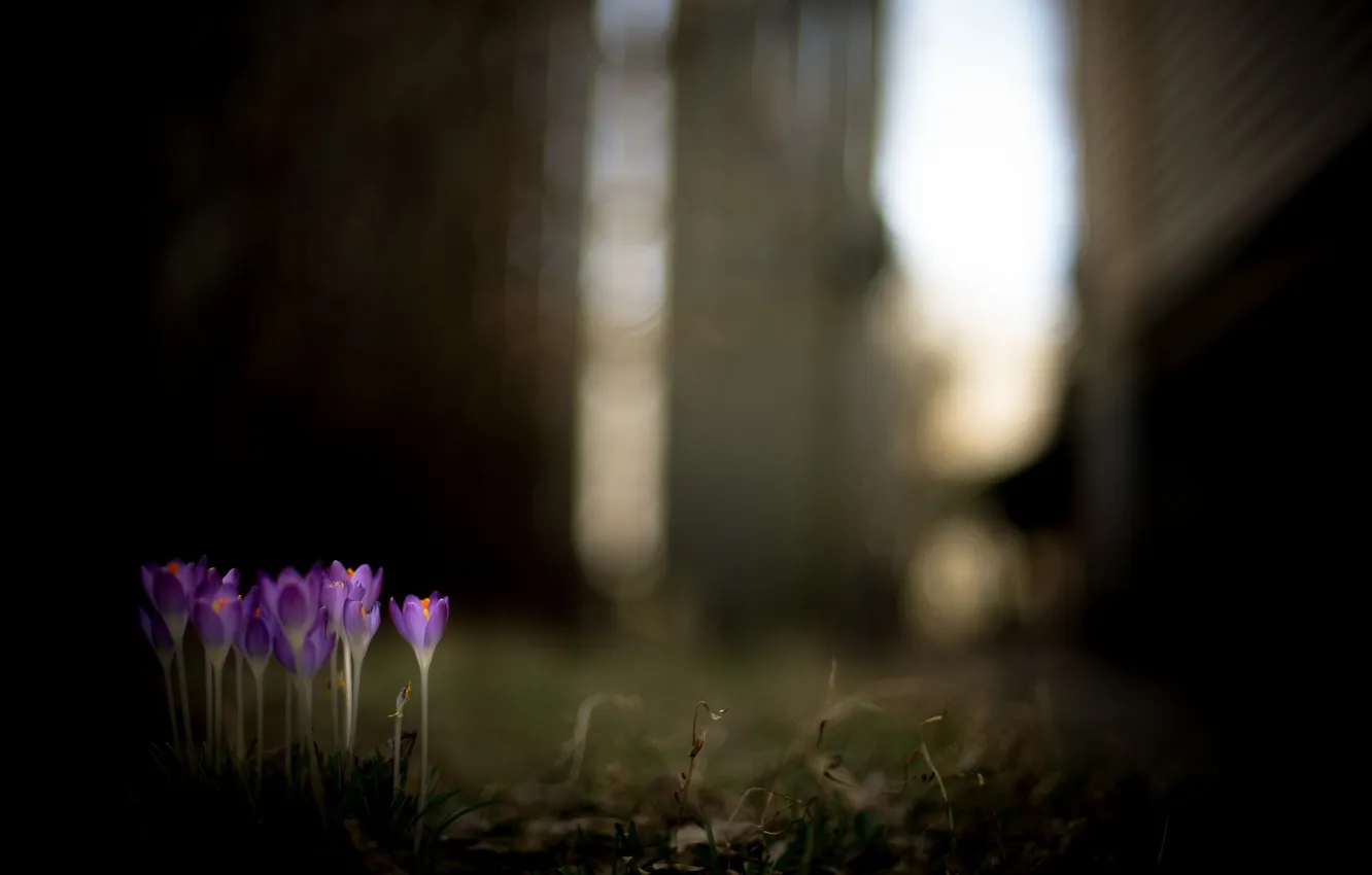 Photo wallpaper flowers, nature, background