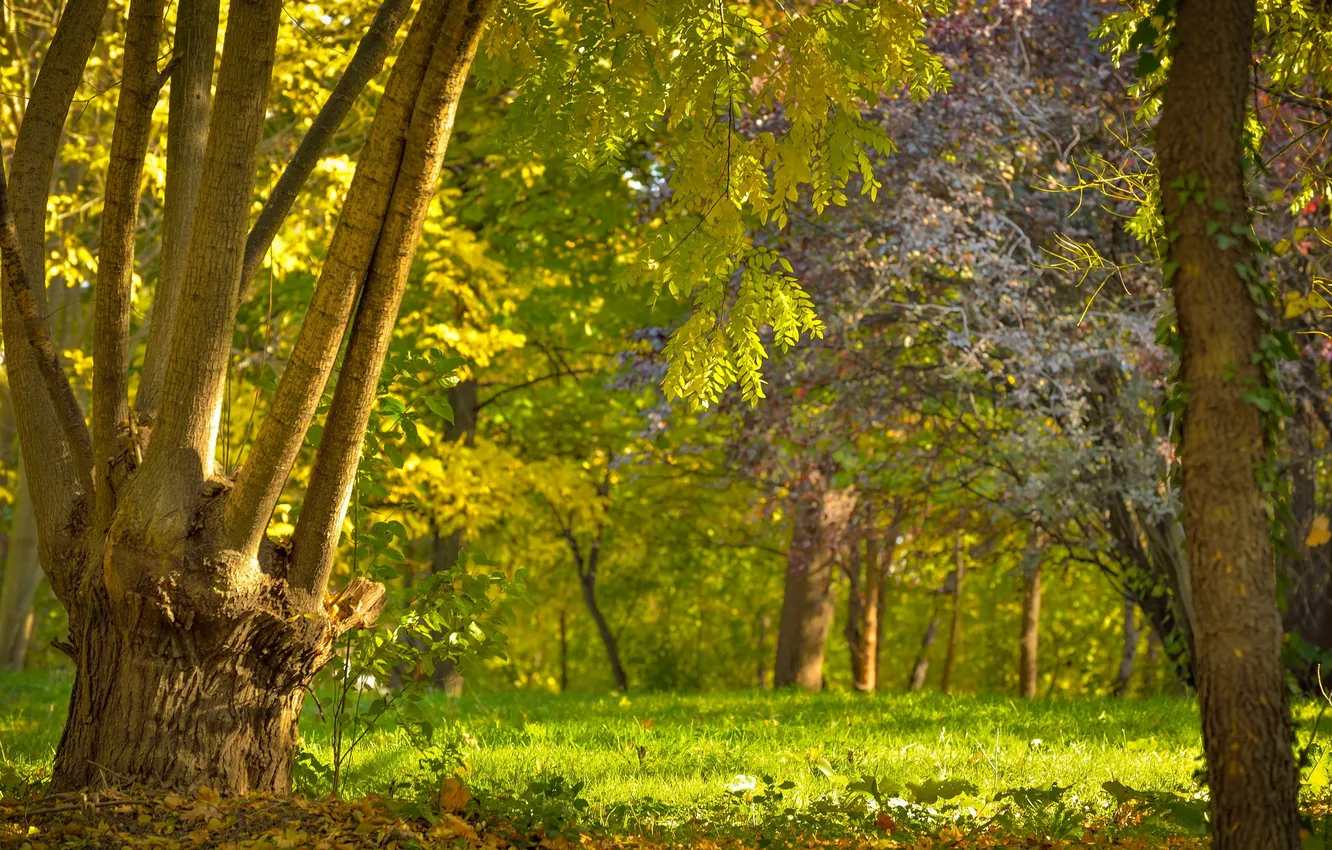 Photo wallpaper summer, trees, nature