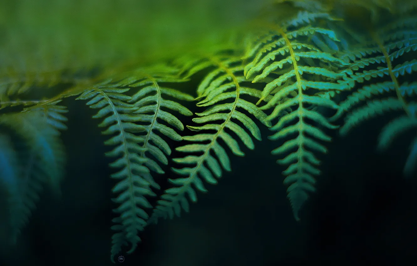Photo wallpaper greens, background, fern
