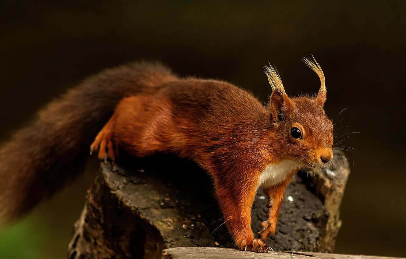 Photo wallpaper protein, stump, red, ears, brush