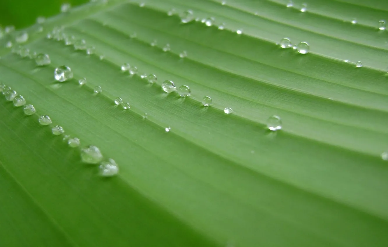 Photo wallpaper droplets, Rosa, leaf, a number