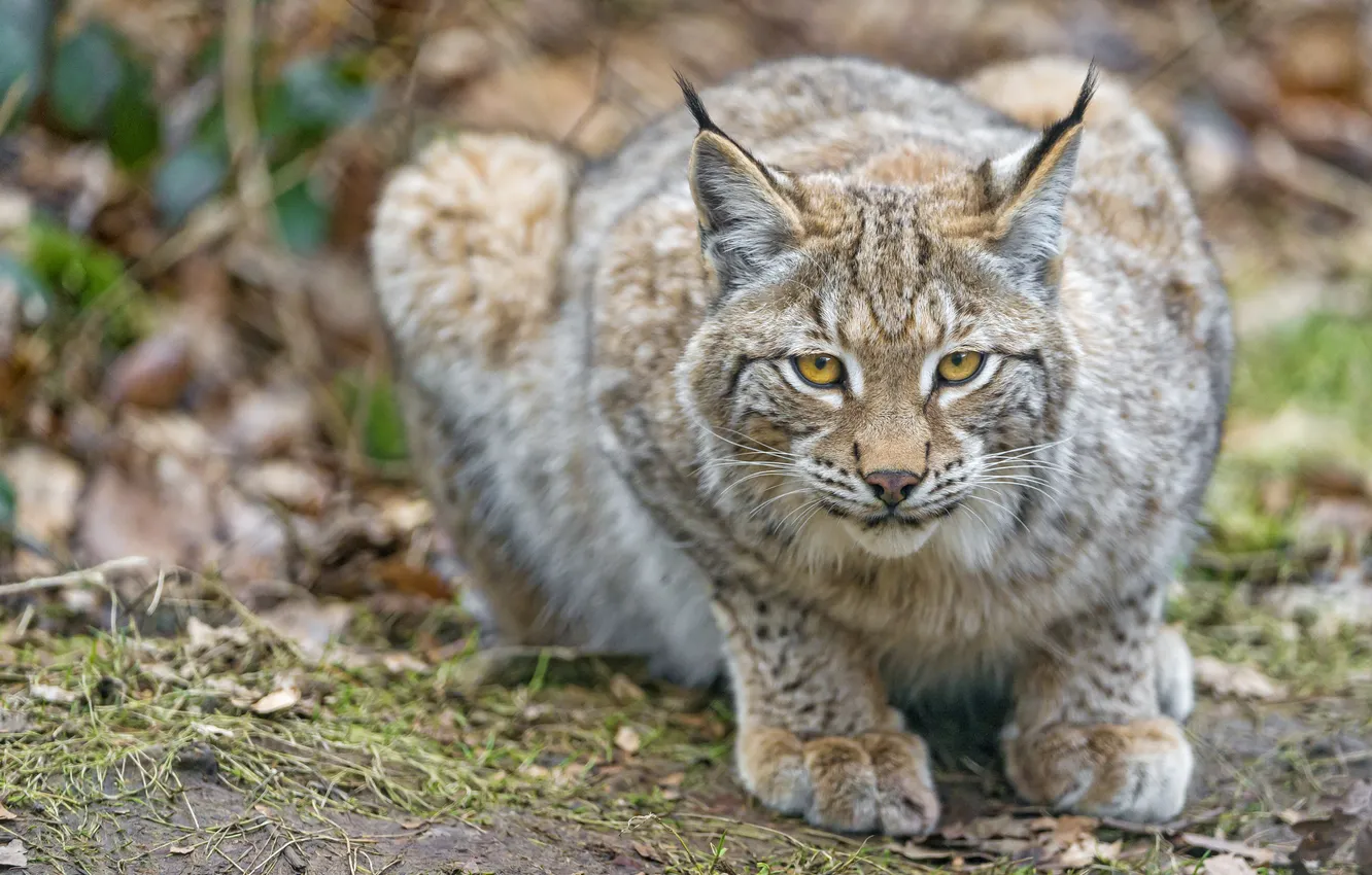 Photo wallpaper cat, look, lynx, ©Tambako The Jaguar