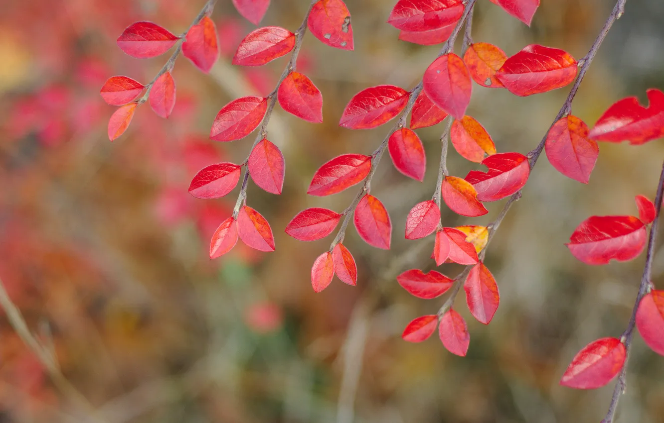 Photo wallpaper autumn, leaves, branches, nature, the crimson