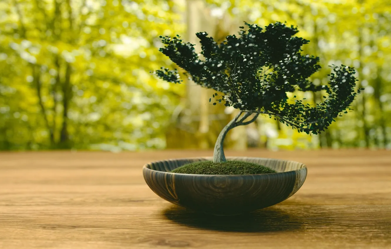 Photo wallpaper bonsai, blur, Japan, tree