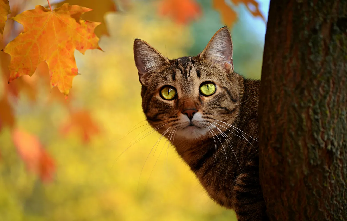 Photo wallpaper Cat, Autumn, Fall, Autumn, Cat
