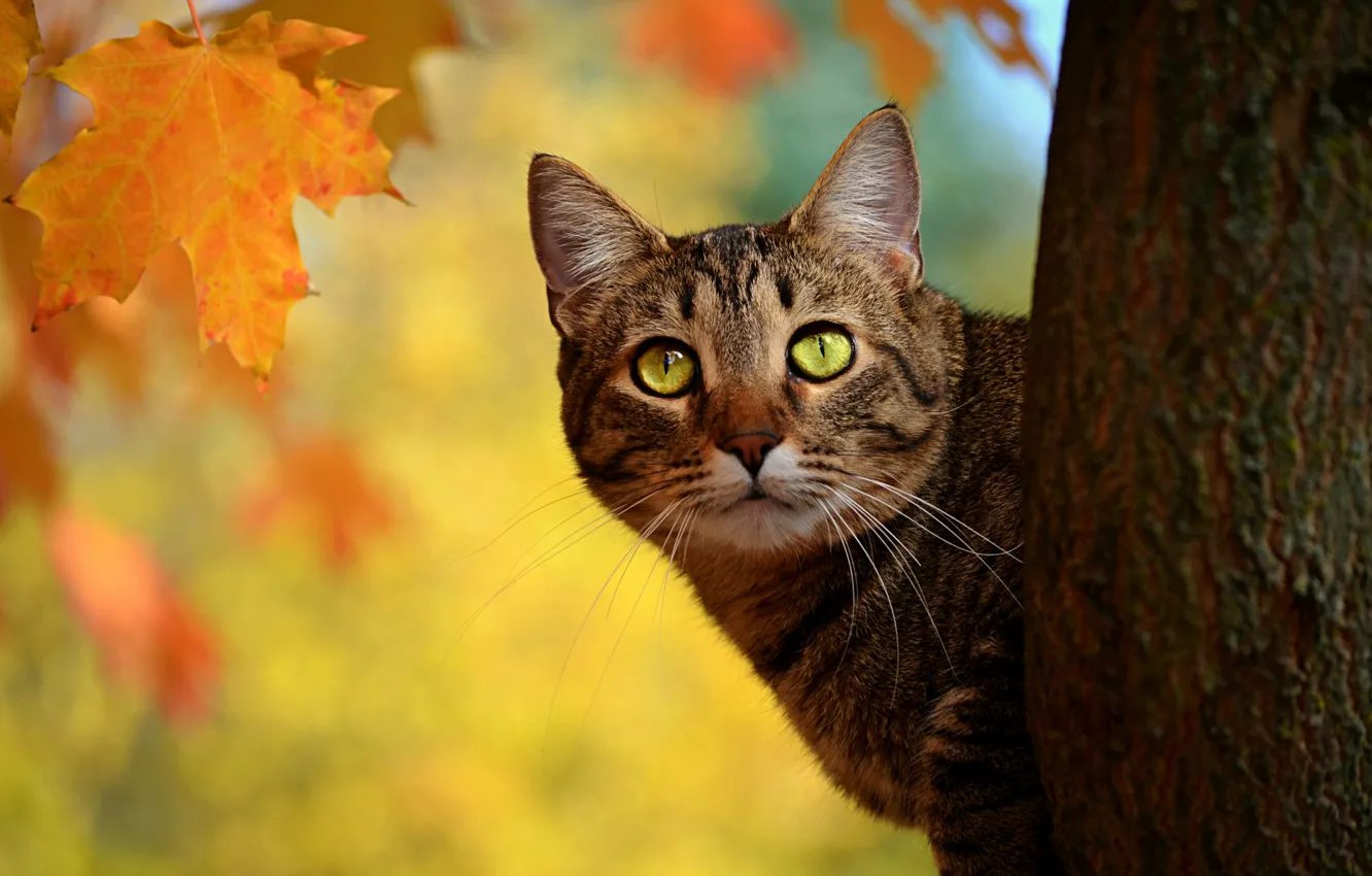 Photo wallpaper autumn, cat, cat, autumn, fall