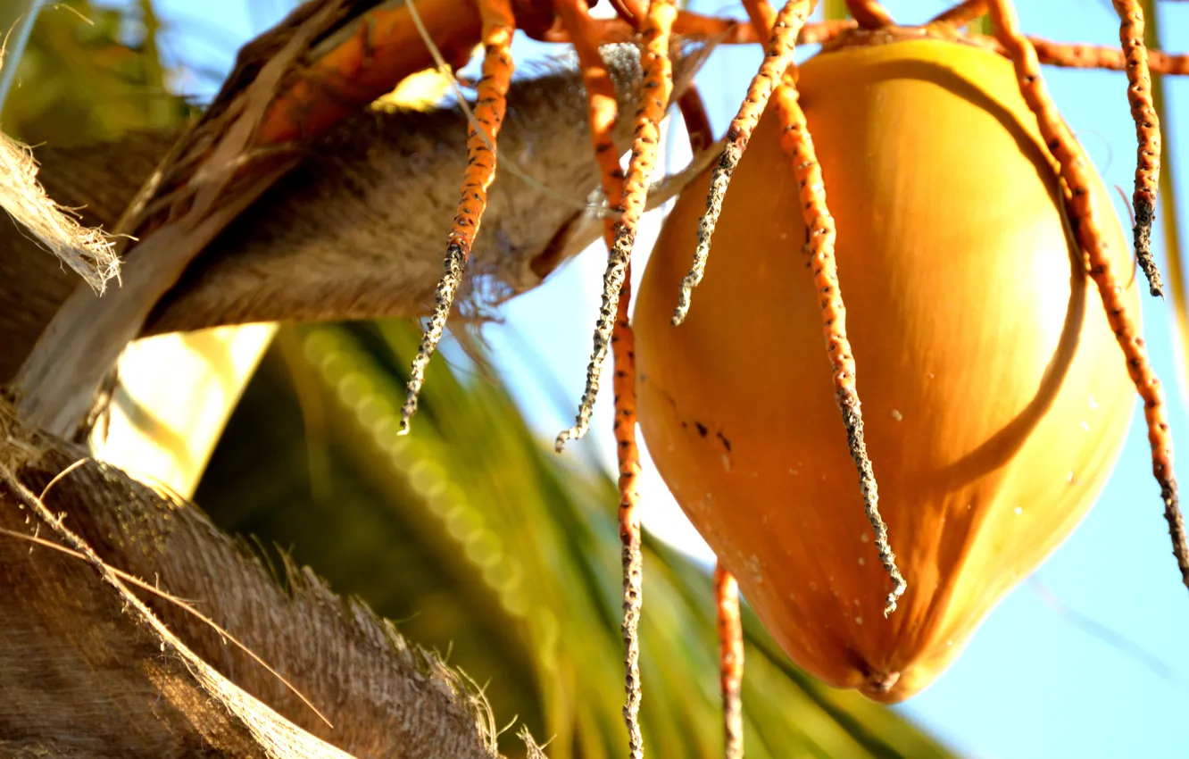 Photo wallpaper Coco, Mexico, Nature