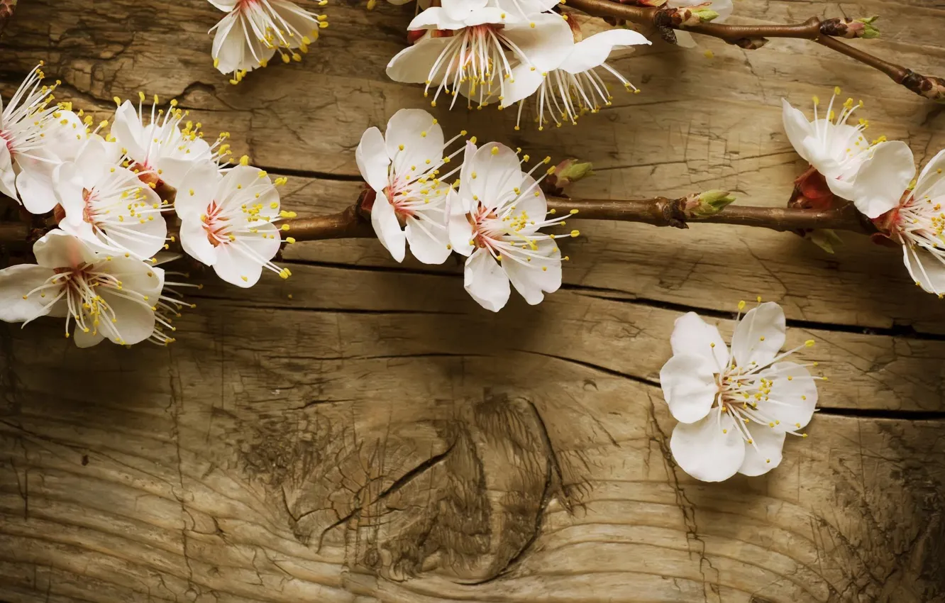 Photo wallpaper flowers, Board, branch, Tree