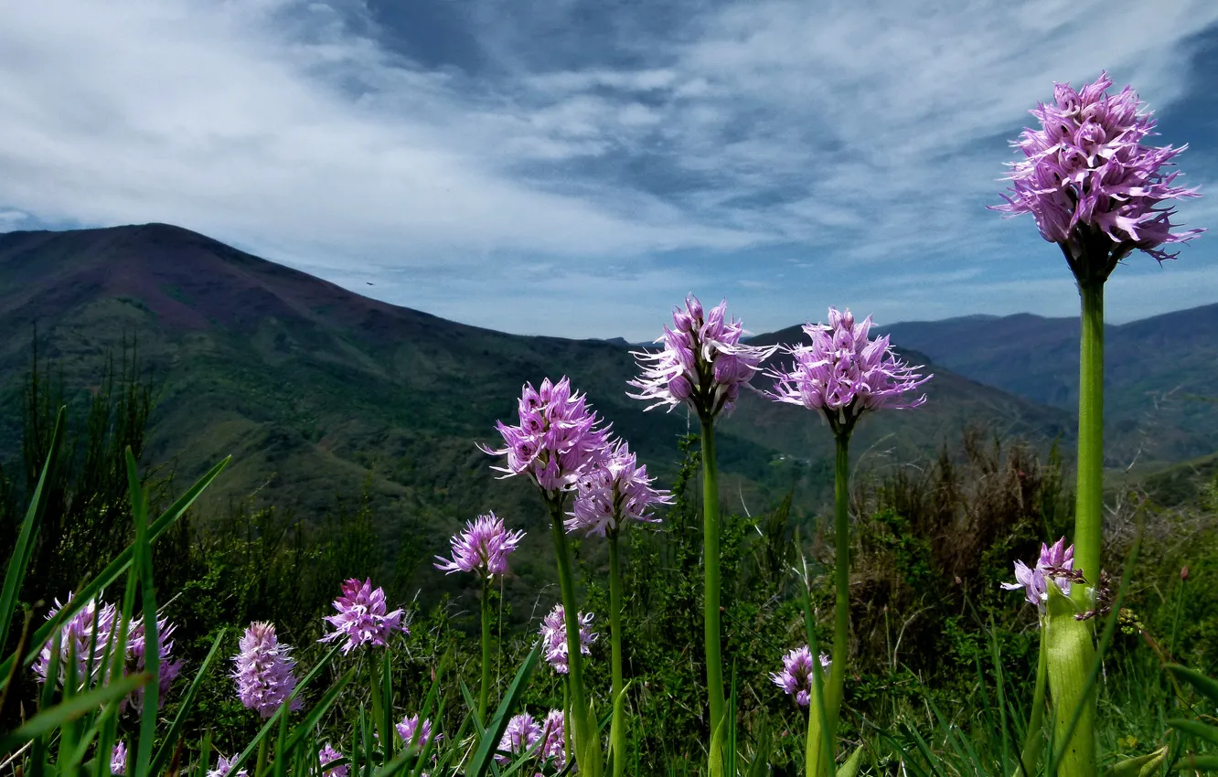 Photo wallpaper flowers, mountains, plants, pink