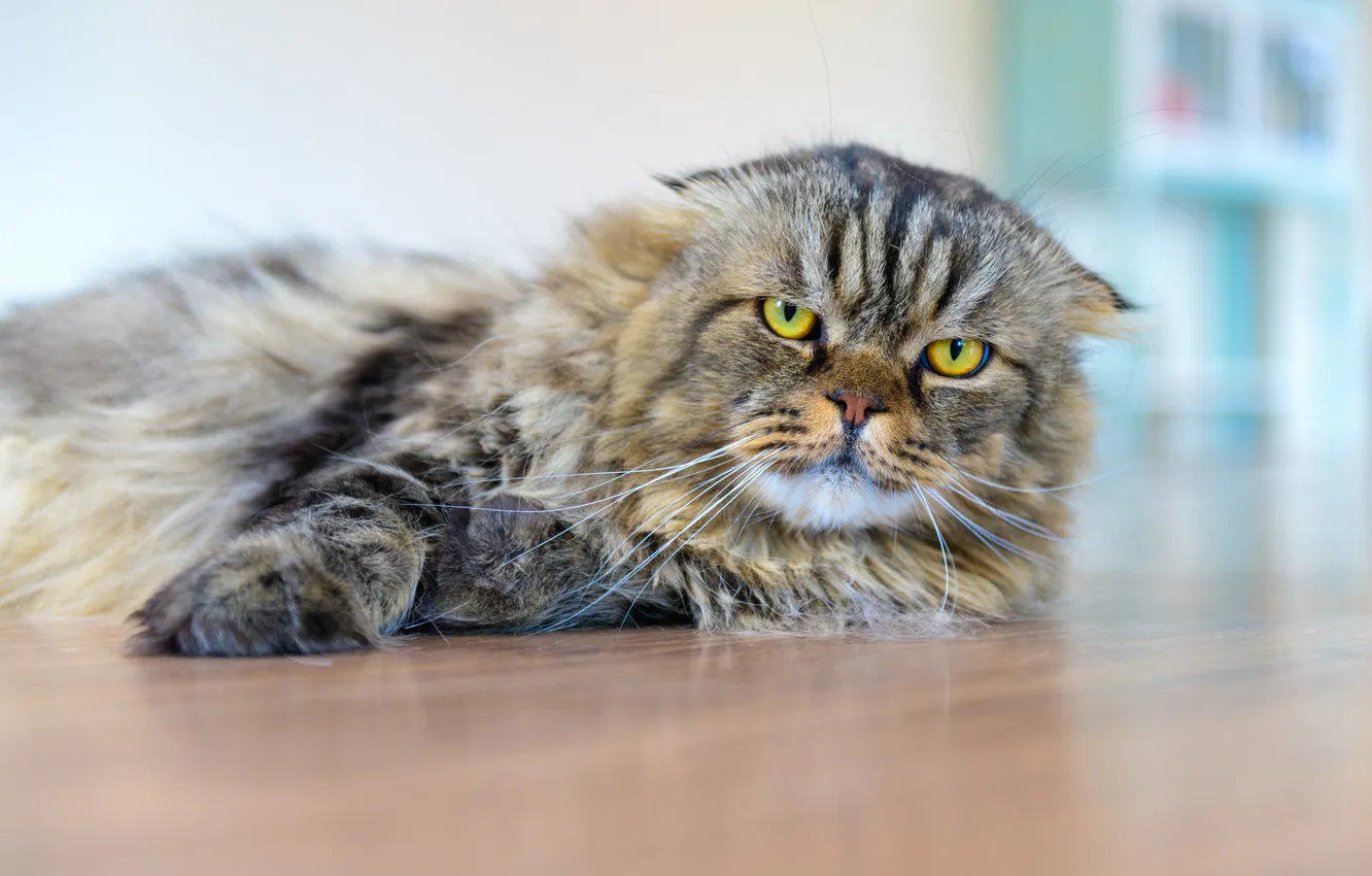 Photo wallpaper cat, cat, look, pose, grey, fold, floor, lies