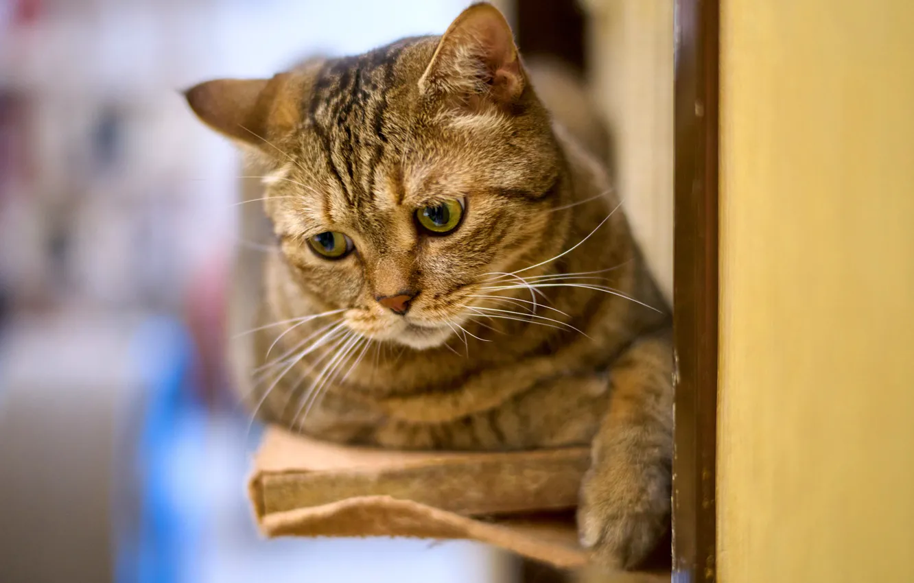 Photo wallpaper cat, cat, look, face, pose, grey, lies, striped