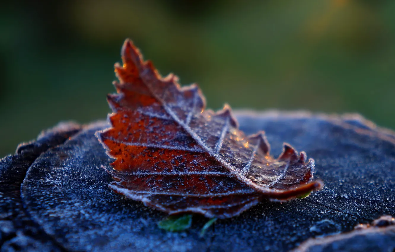 Photo wallpaper autumn, leaf, Braun