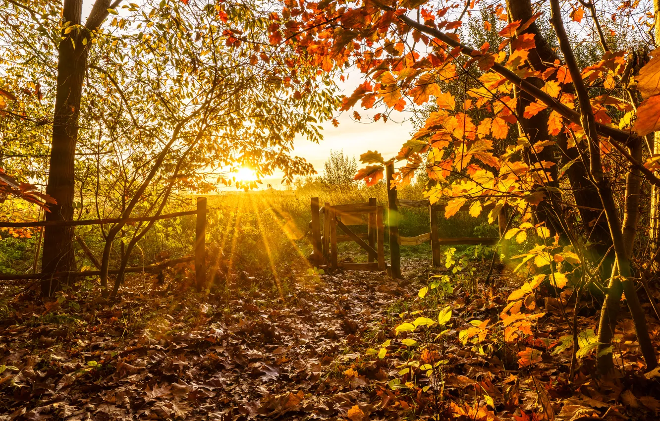 Photo wallpaper field, autumn, forest, the sun, rays, light, trees, branches