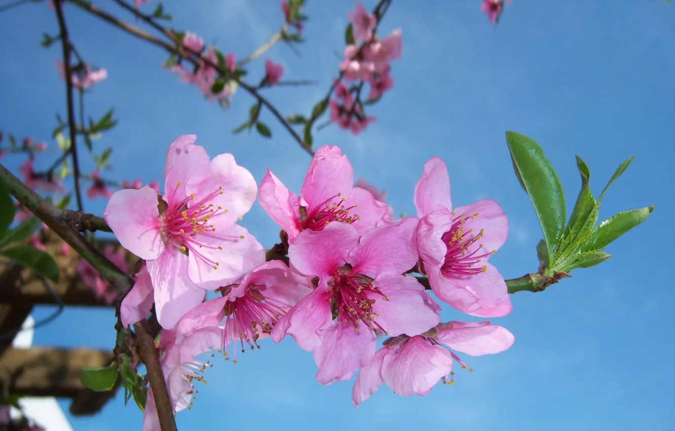 Photo wallpaper macro, flowers, spring, peaches, Mamala ©