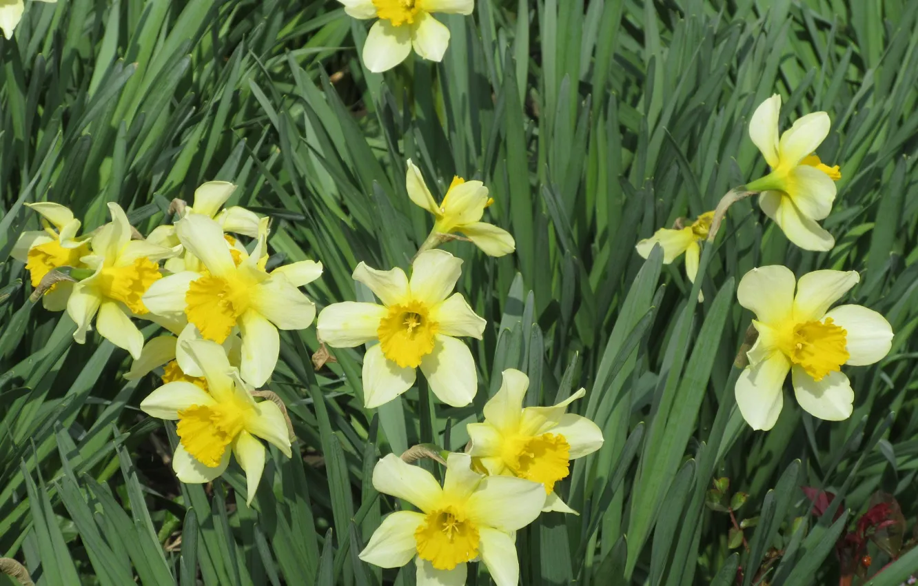 Photo wallpaper yellow, the bushes, daffodils, Mamala ©
