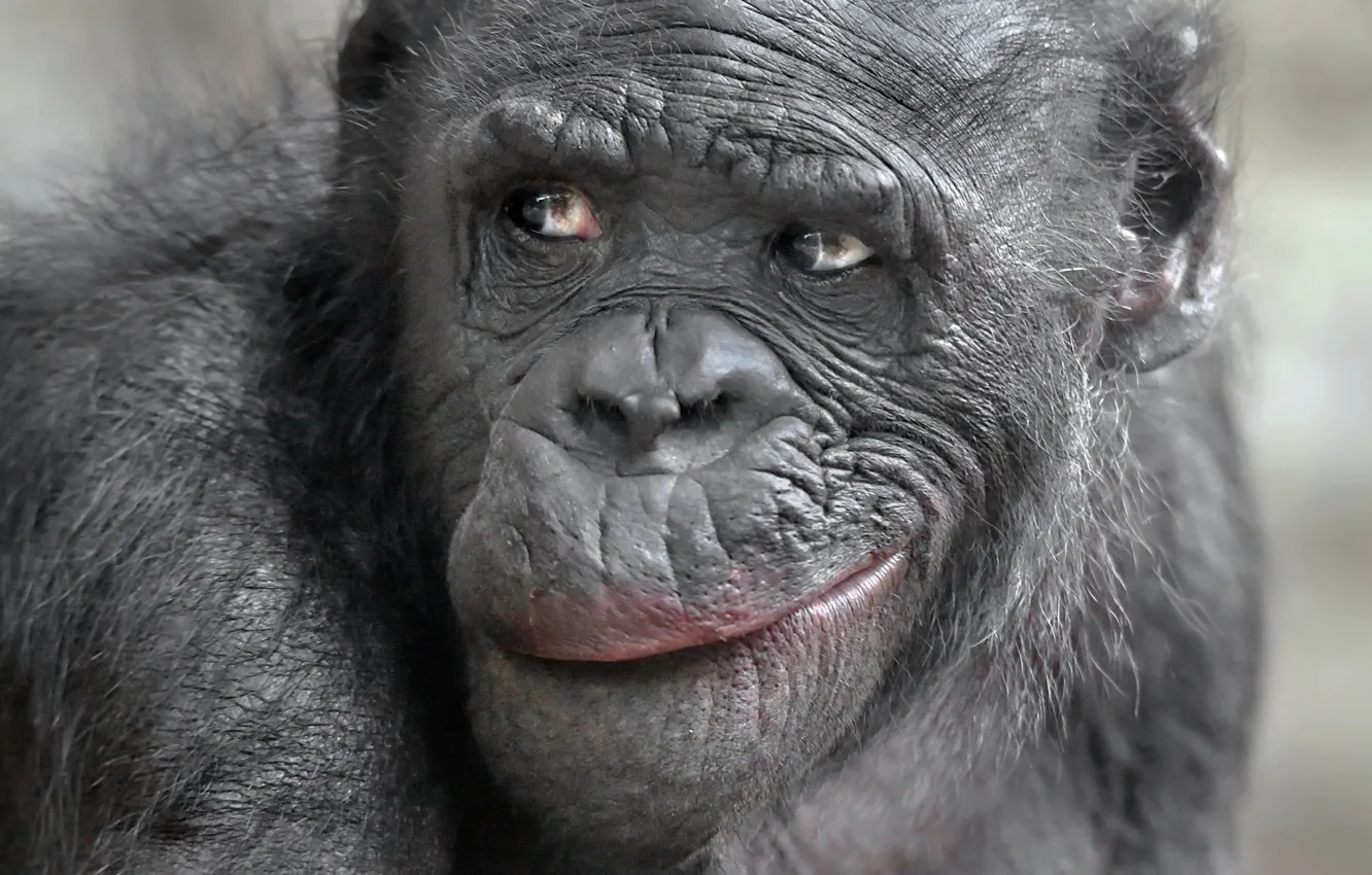 Photo wallpaper look, monkey, facial expressions