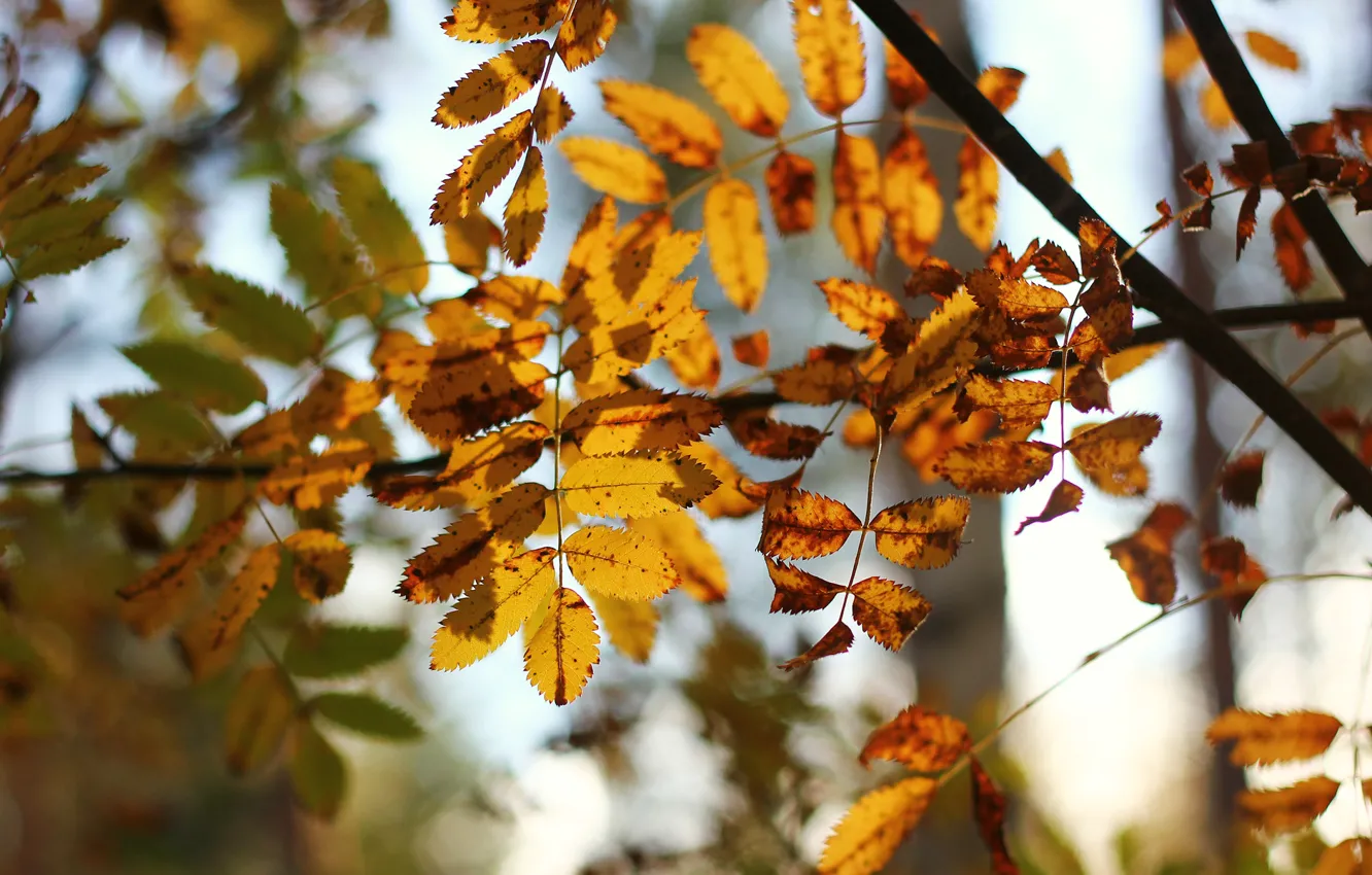 Photo wallpaper autumn, leaves, yellow, nature
