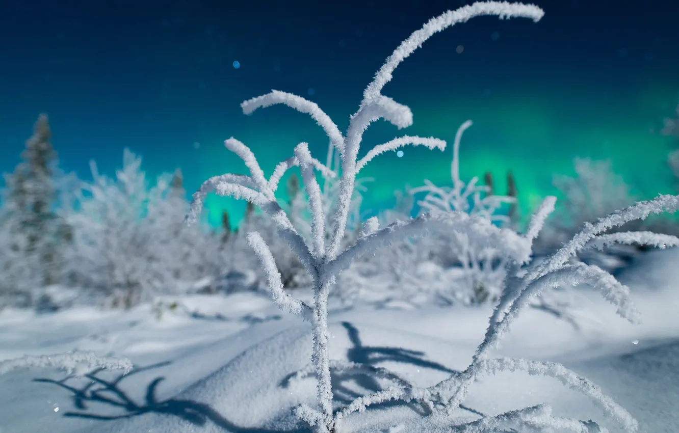 Photo wallpaper winter, forest, light, snow, night, branches, nature, Northern lights