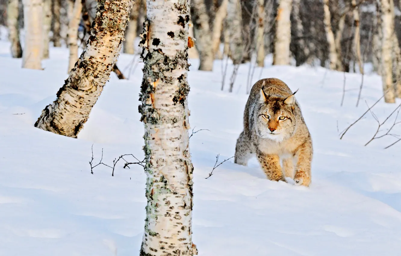 Photo wallpaper winter, forest, cat, snow, nature, the snow, trunk, lynx