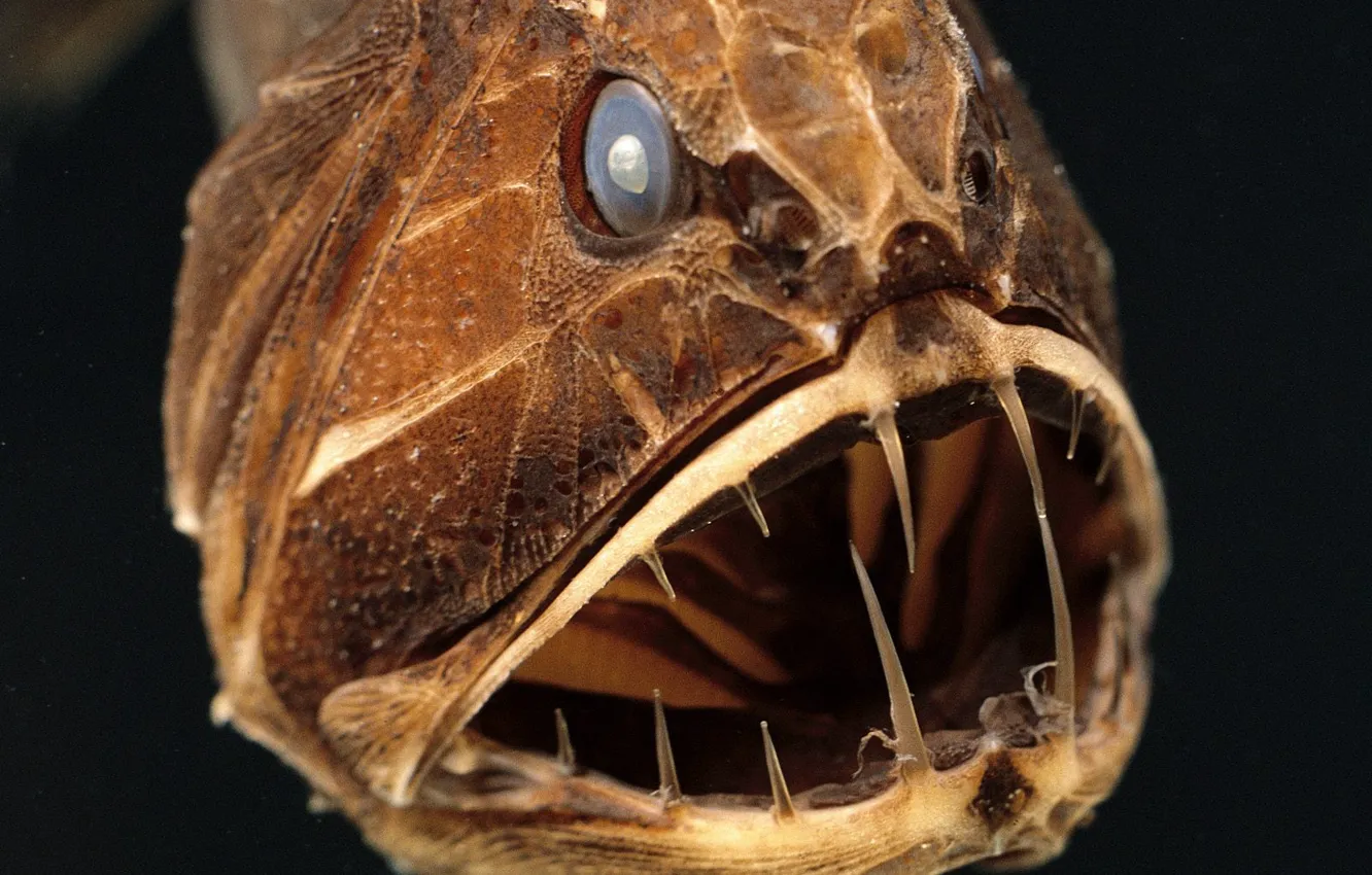 Photo wallpaper teeth, Fish, mouth