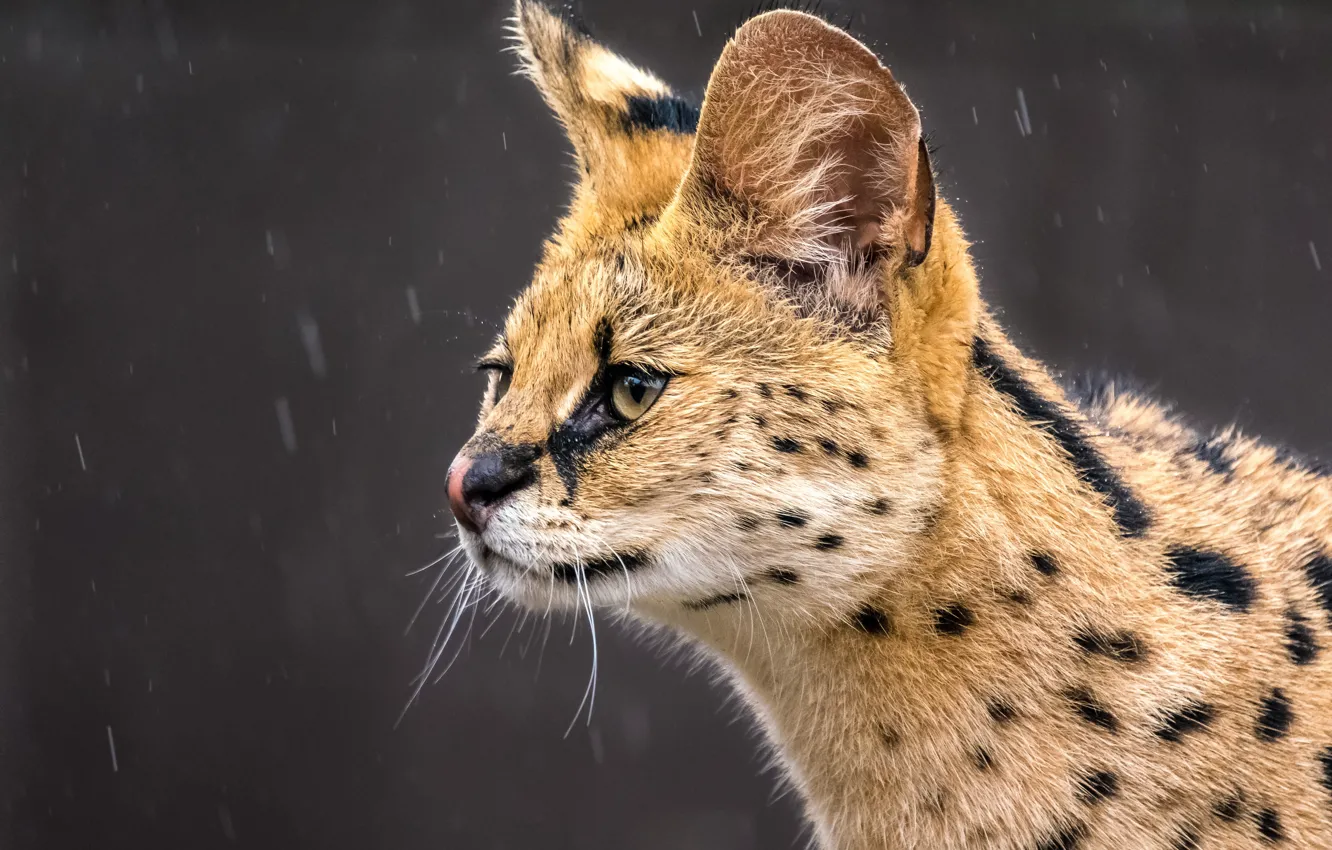 Photo wallpaper look, face, background, rain, wild cat, Serval