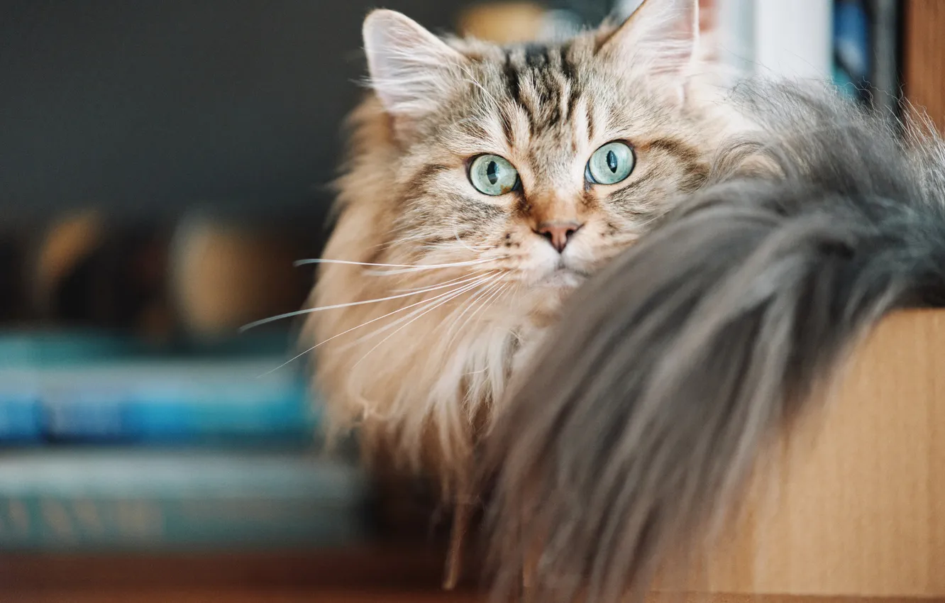 Photo wallpaper cat, cat, look, fluffy, muzzle, tail, ears, green eyes