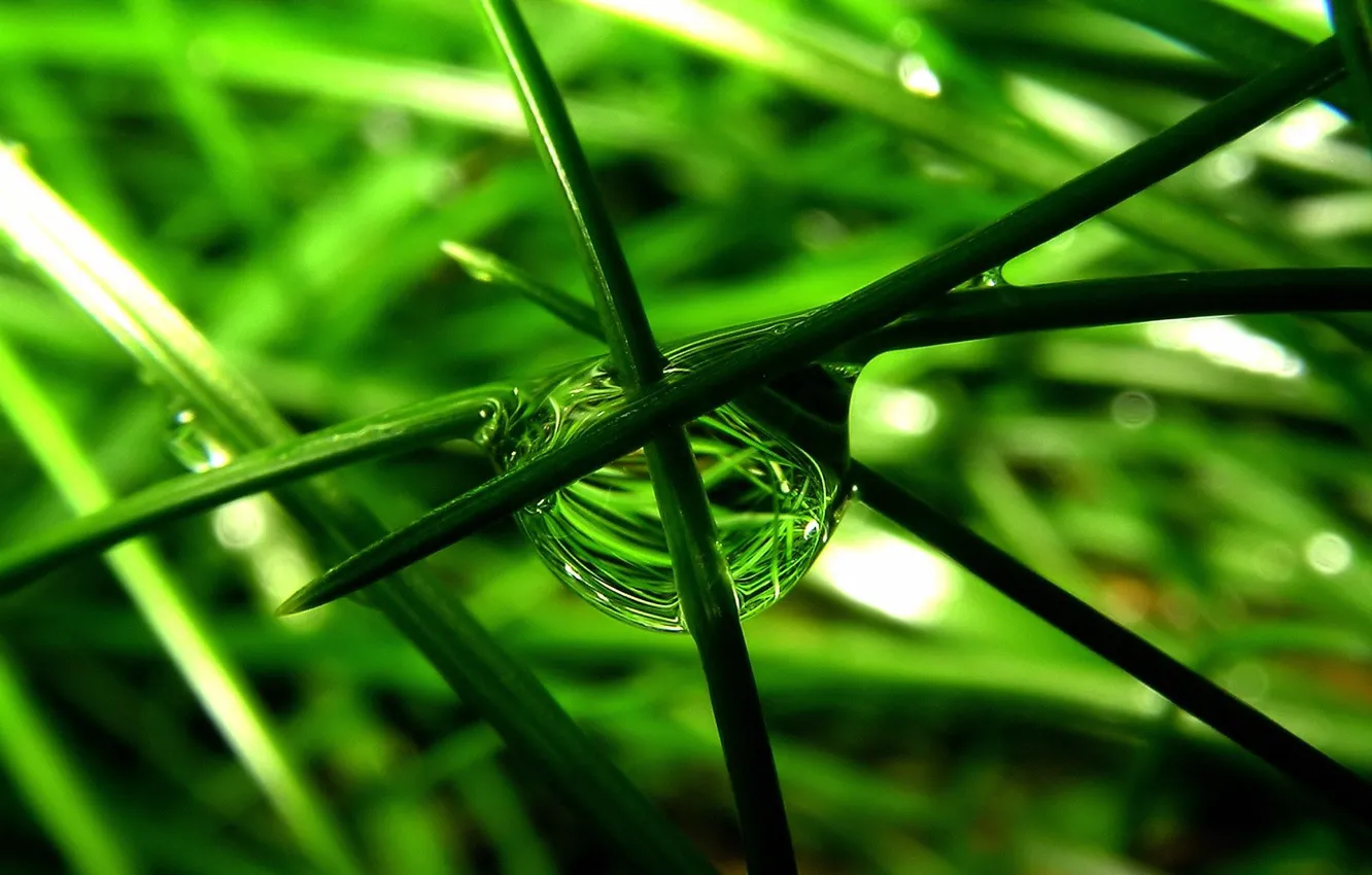 Photo wallpaper grass, macro, drop