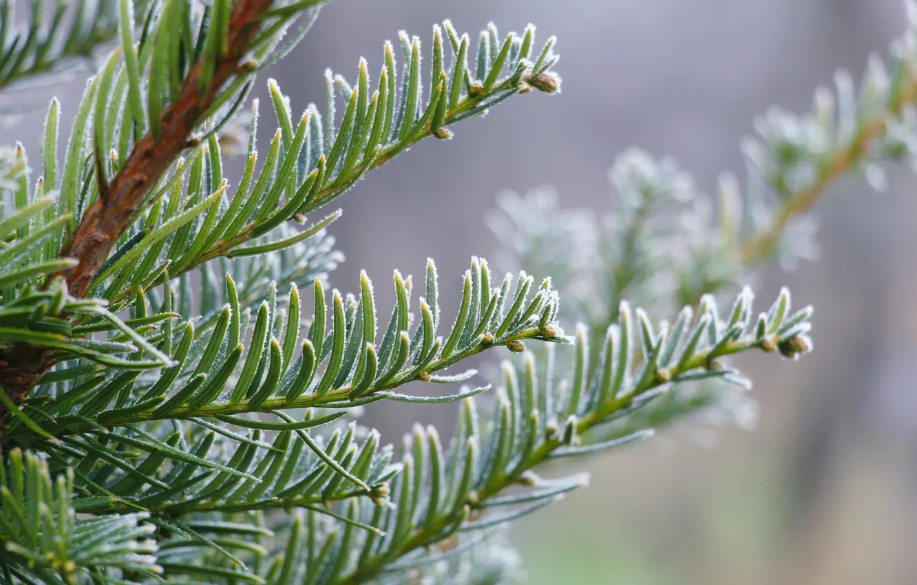Photo wallpaper winter, spruce, twig, hoarfrost