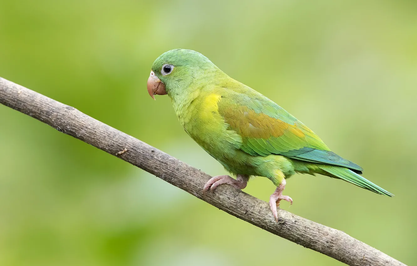 Photo wallpaper green, branch, parrot
