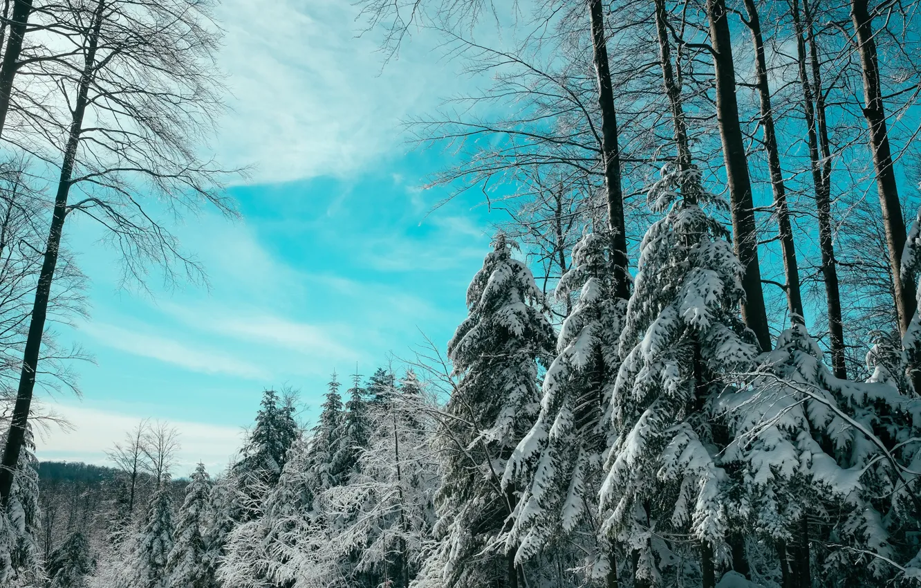 Photo wallpaper forest, winter, snow