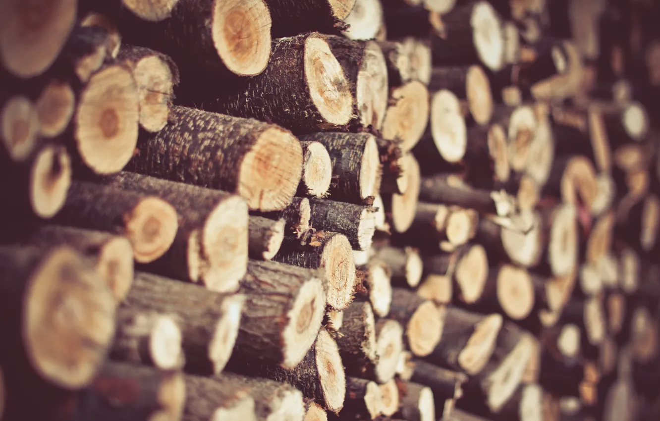 Photo wallpaper trees, wood, a lot