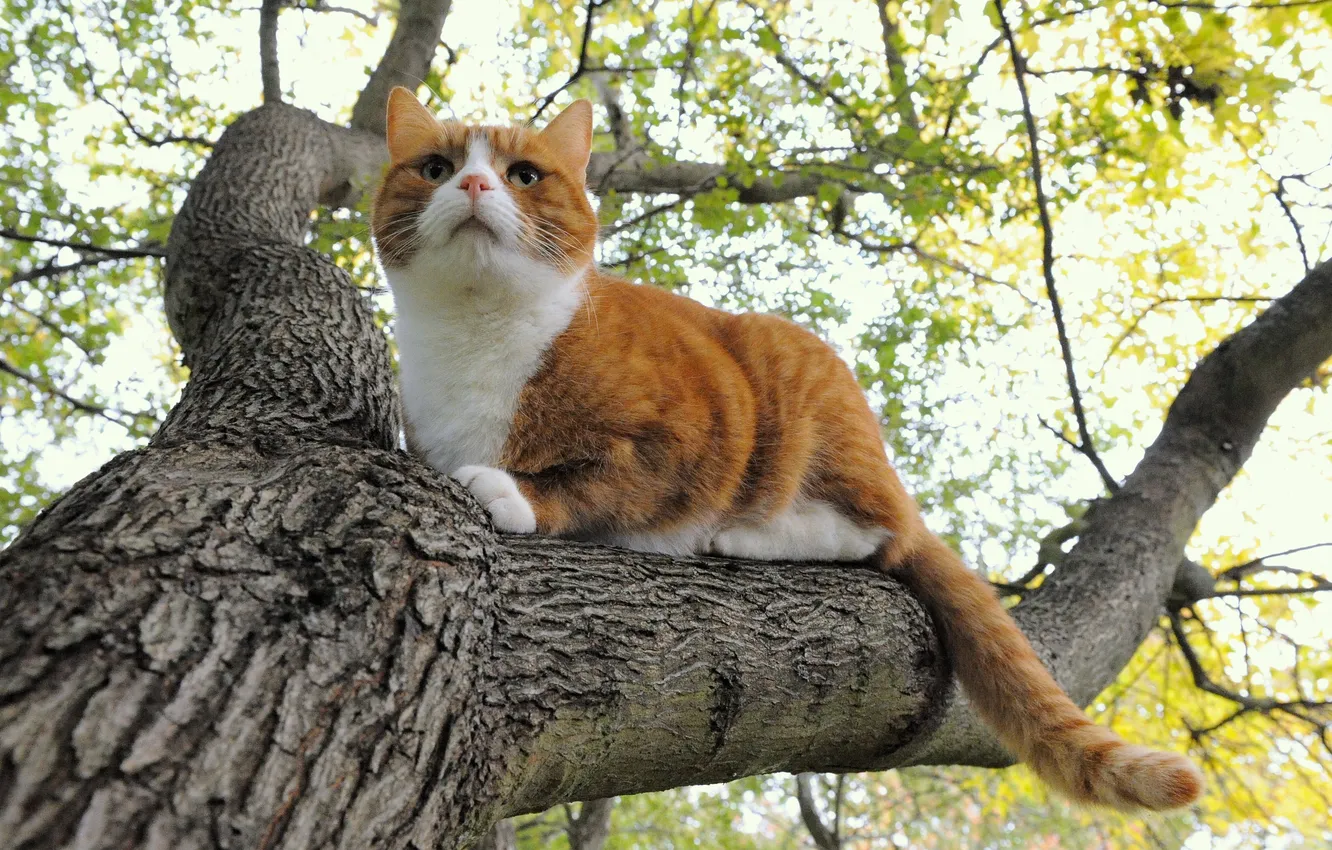 Photo wallpaper cat, cat, trees, nature, red