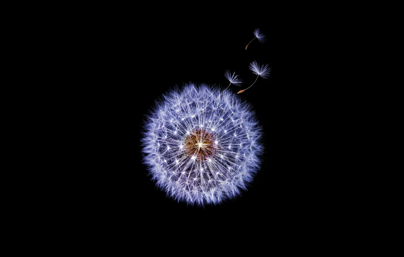 Photo wallpaper dandelion, black background, Samsung Galaxy S9 Stock, Dandelion flower