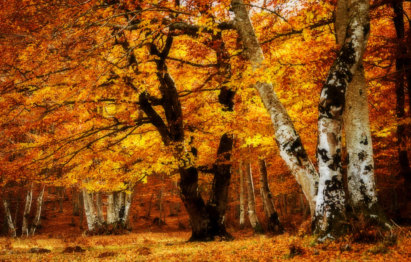 Photo wallpaper autumn, trees, landscape, Park, foliage, texture