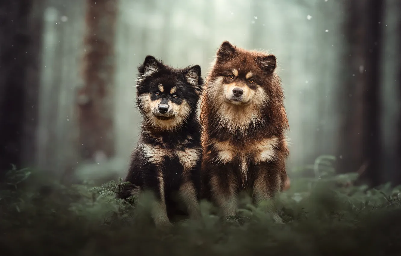 Photo wallpaper forest, puppy, a couple, bokeh, two dogs, Finnish lapphund